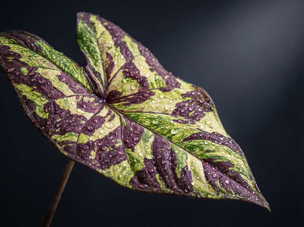 黑料植物测评视频