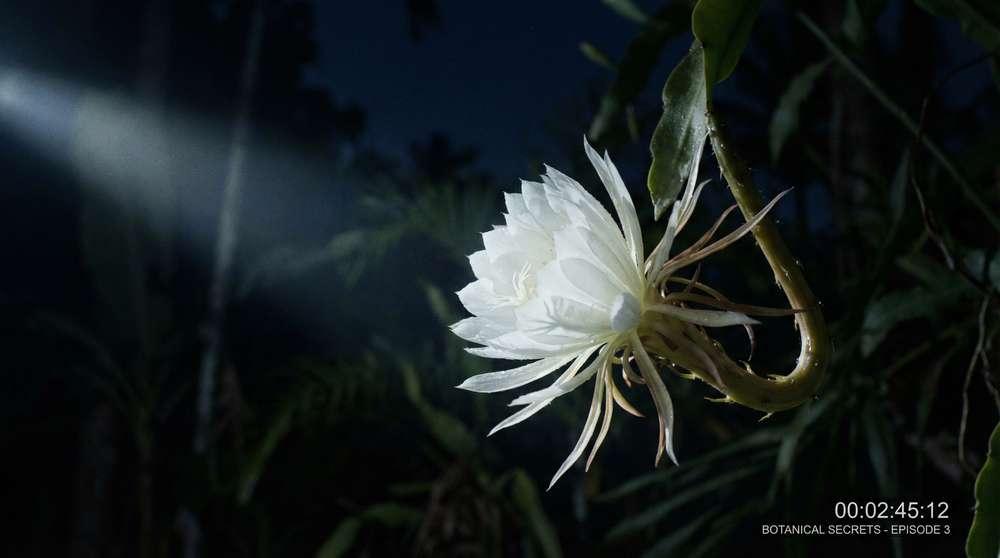 黑料植物视频-夜间开花延时摄影