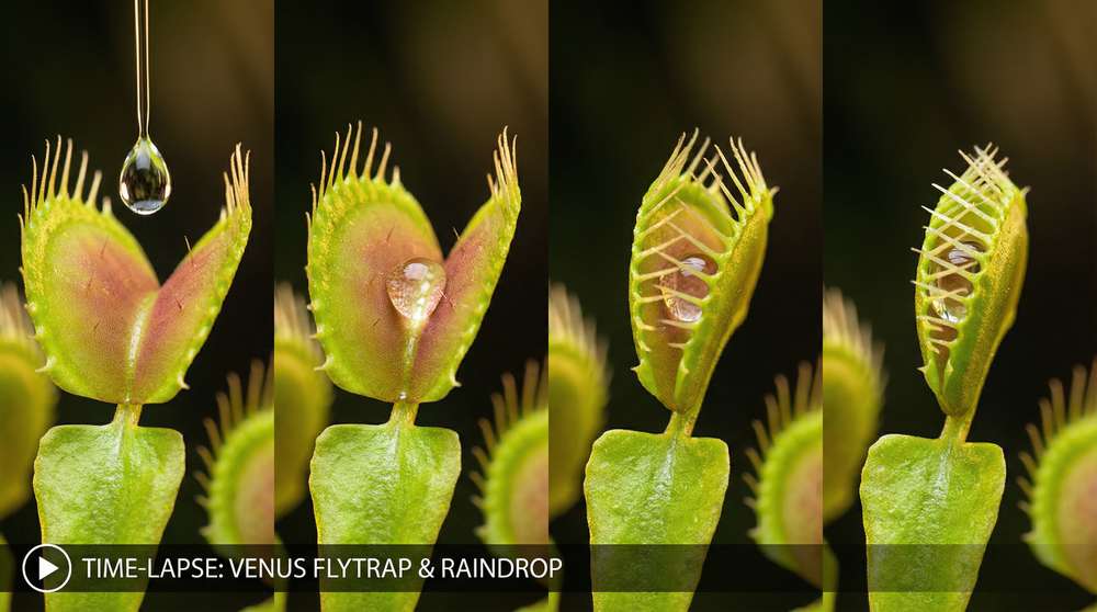 黑料植物视频-捕蝇草微距摄影