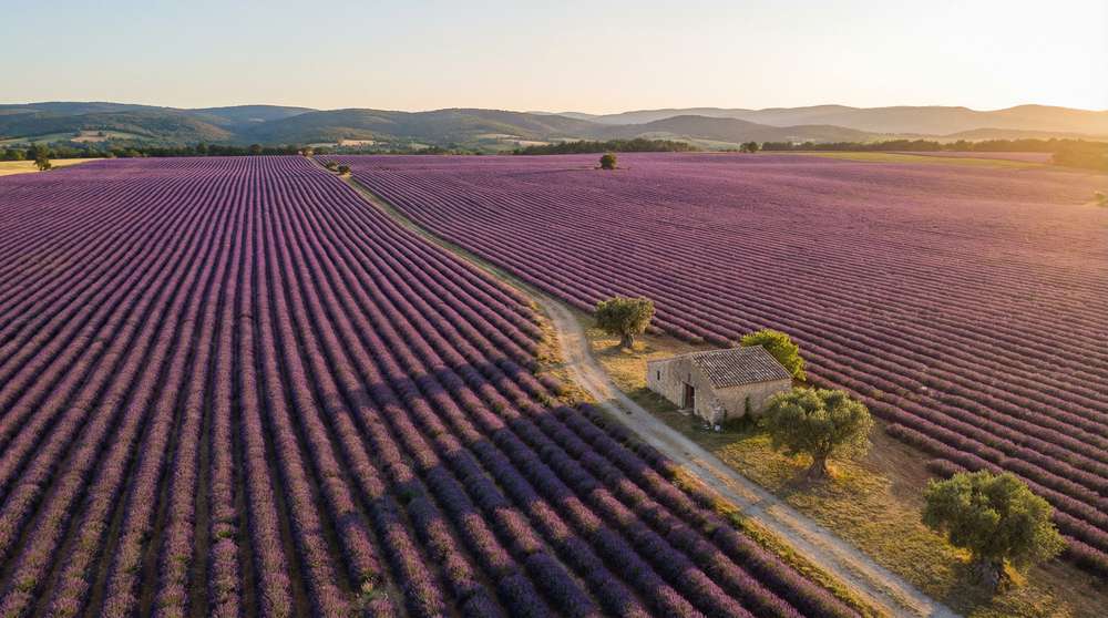 黑料植物视频-薰衣草花海航拍