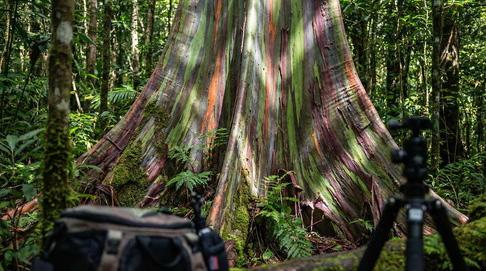 黑料植物视频-彩虹桉树